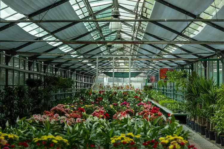 Greenhouse Stock image